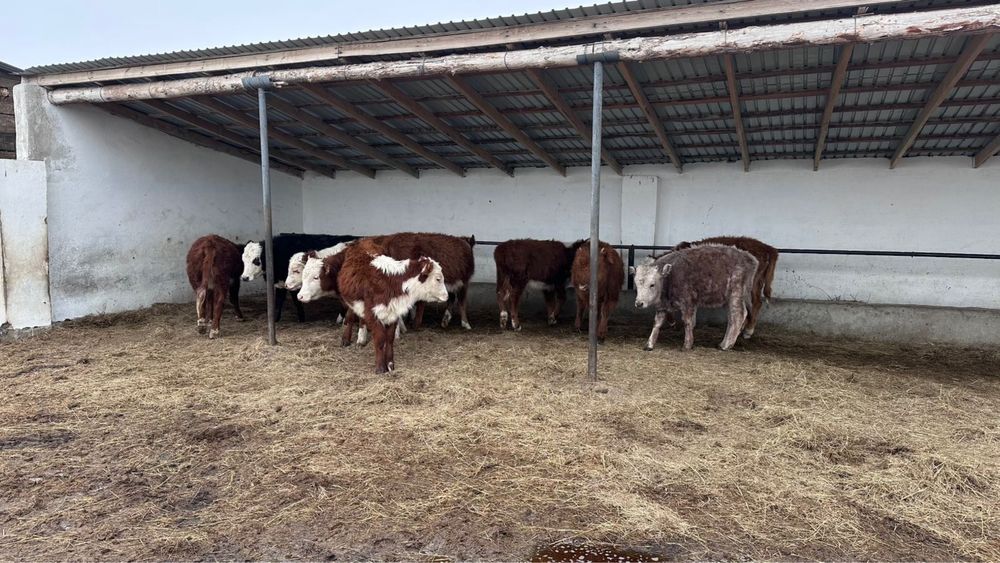 Баспақ сатылады 10бас ұрғашы