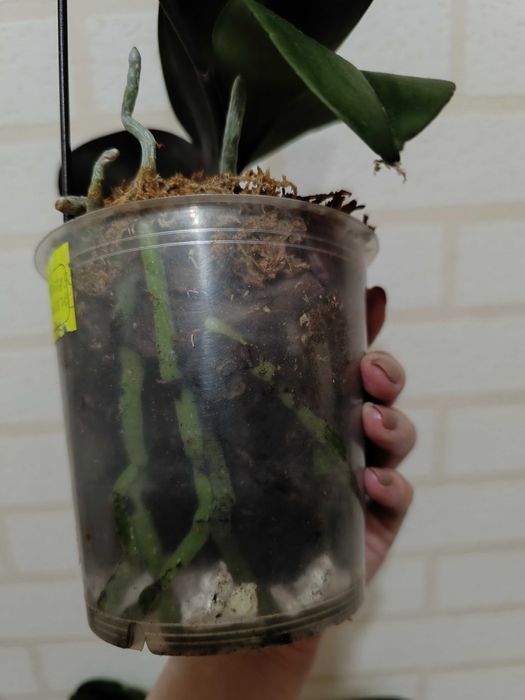 Орхидея фаленопсис