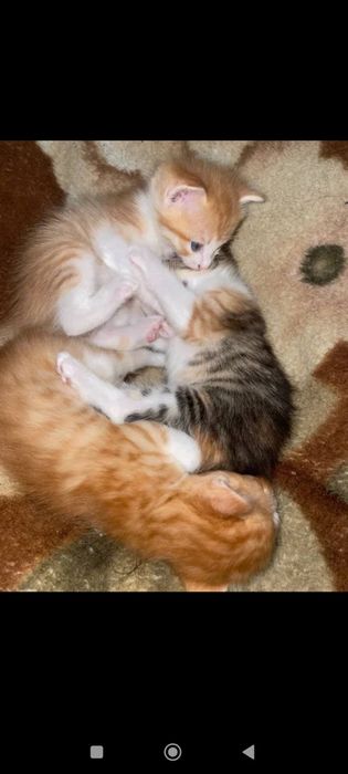 Trans odamlar video rasmlar