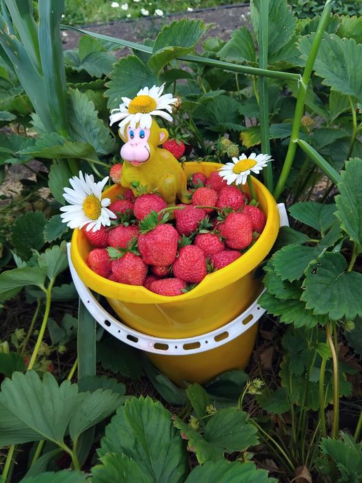 Продам дачу в СТ Борки