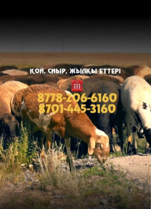 Токты кой сатылады