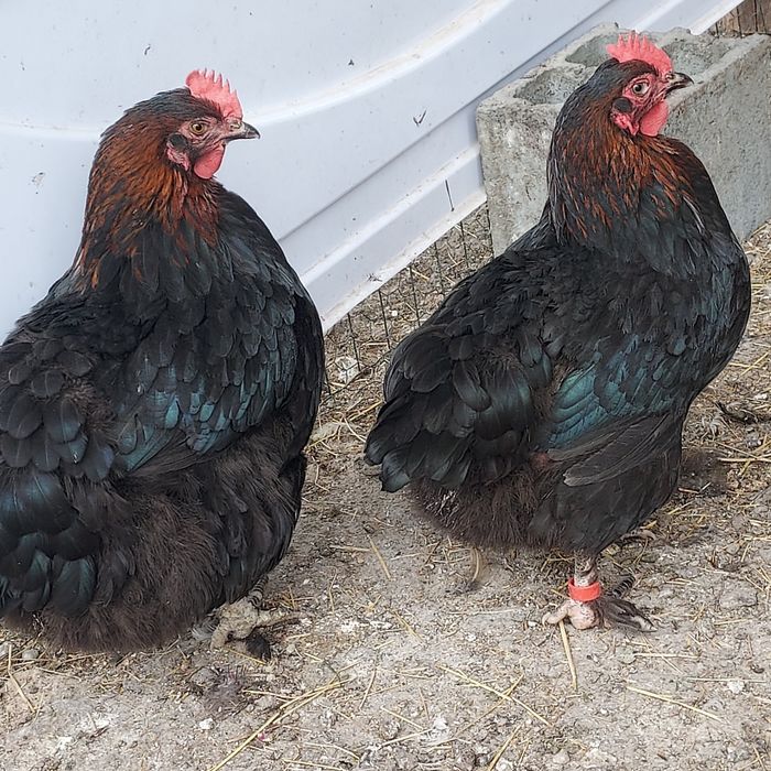 Pui  Marans și olive.