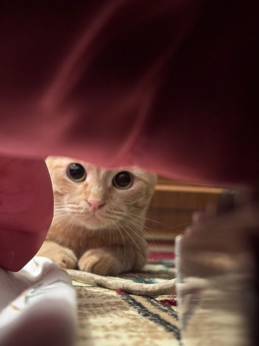 Отдам хорошие руки