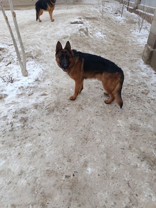 Вязка немецкая овчарка