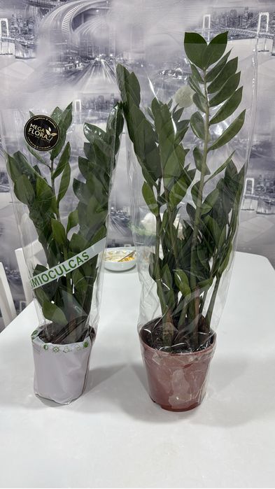 Замиокулькас продам