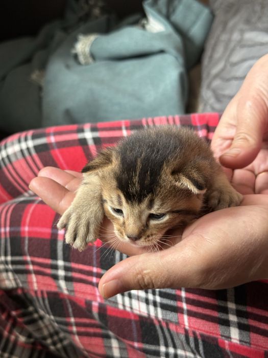 Продам Котят Чаузи f4