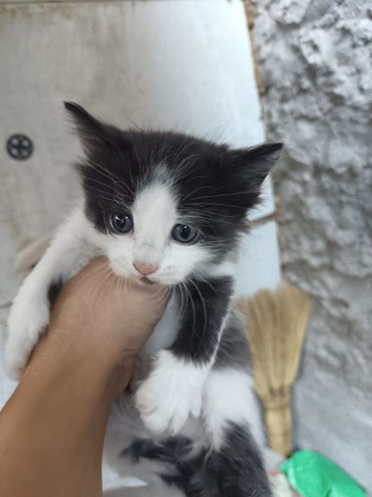 котята домашние в добрые руки