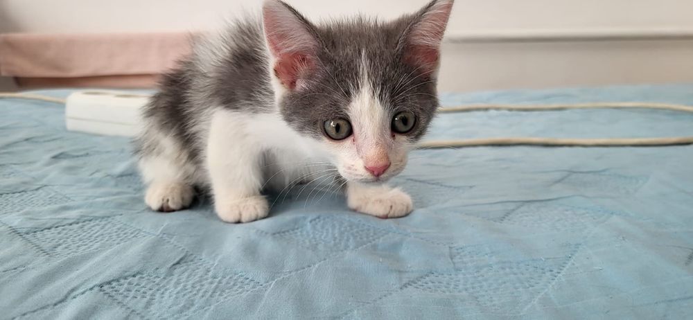 Отдам котят в хорошие руки