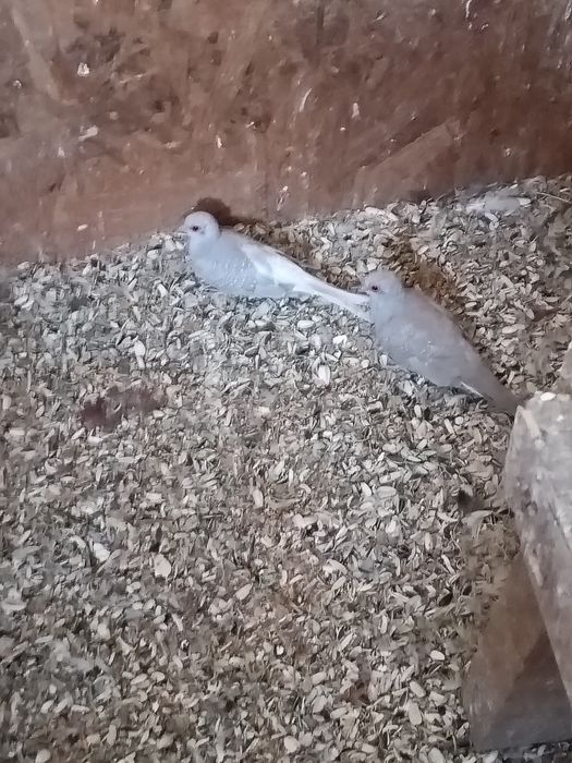Vînd sau schimb turturele diamant