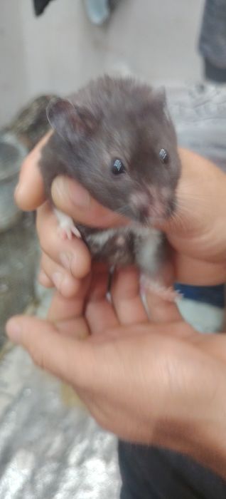 Xamyak uy xayvoni. Keliwilgan narxda