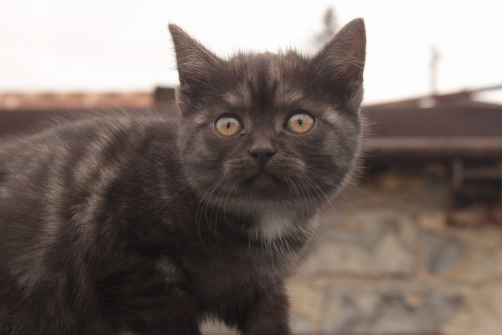 Котята, 2,7 месяца