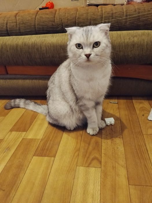 Вислоухие котята.