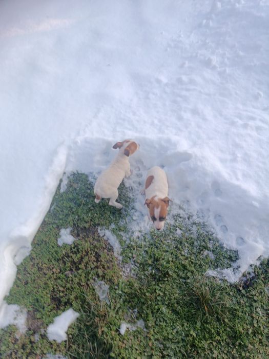 Мъжки джак ръсел