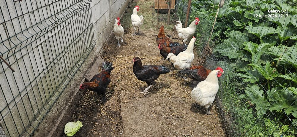 Pui Australorp , OliveEgger . Cocosi