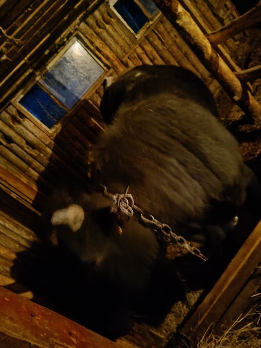 Продам бычка с откорма