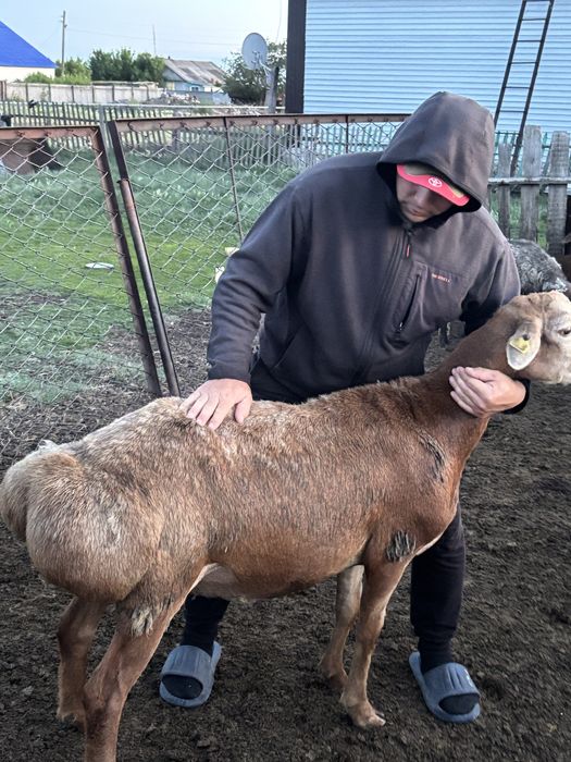 Продам кошкар едилбай