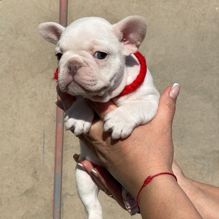 Французский бульдог