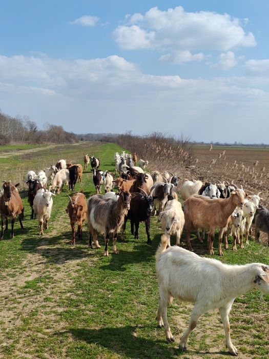 Vând 60 de capre și 3 țapi
