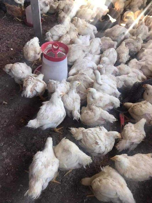 Vand pui alb de carne și pui rasă mixtă