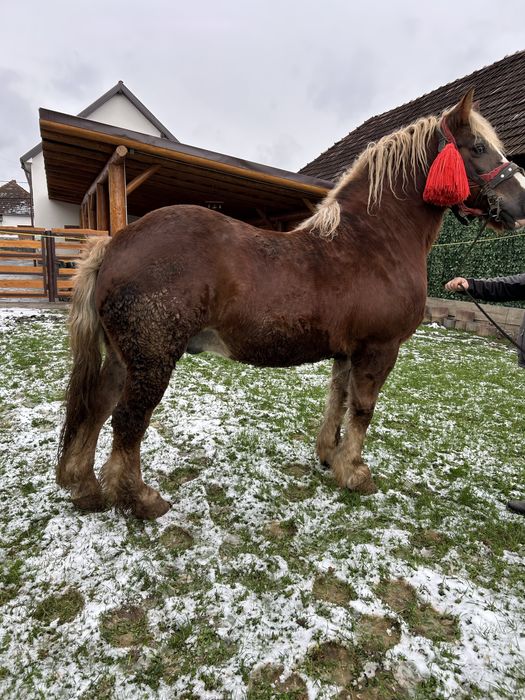 De vanzare cal cuminte