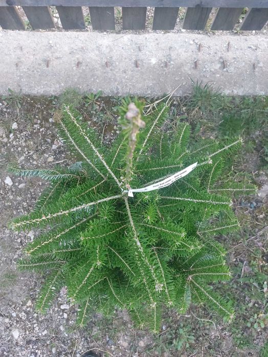 Brad corean Abies koreana cu balot de sol-calibru 60-80cm