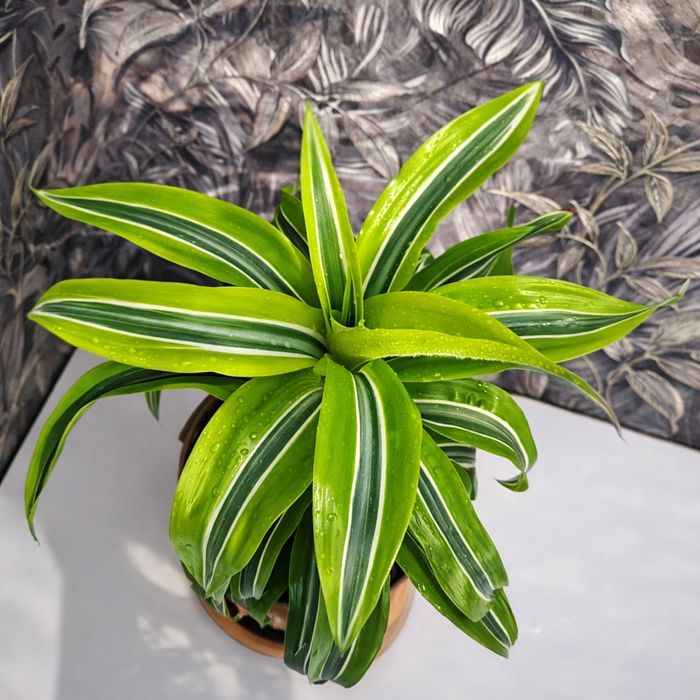 Продам Драцена (Lemon Lime)