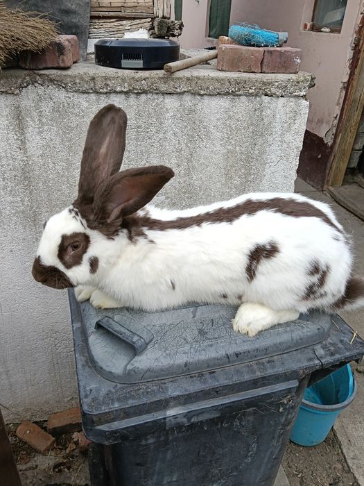 Vând cuști de iepuri și iepuri