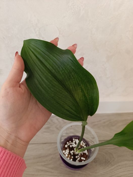 Лилия Амазонская