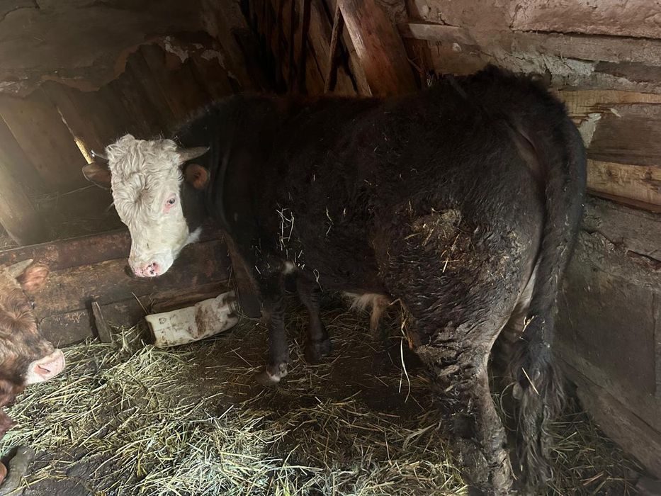 На продажу бык   на племя