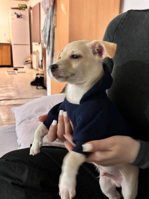 Отдам щенка в добрые руки