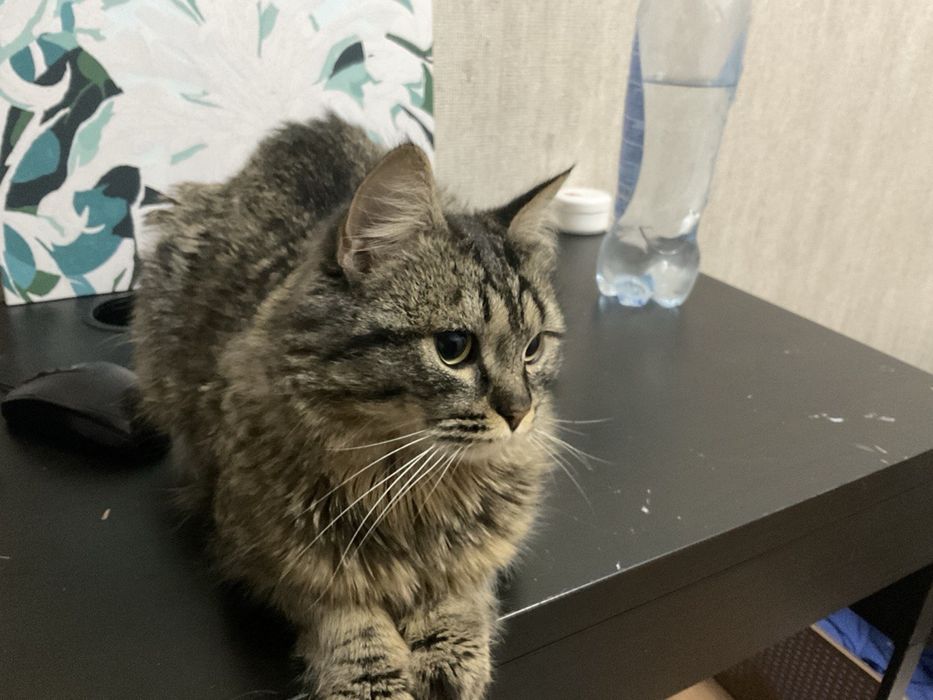 Пропал кот, домашний