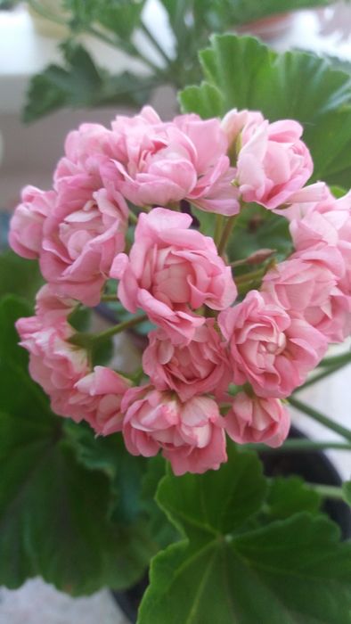 Сортовые пеларгонии.