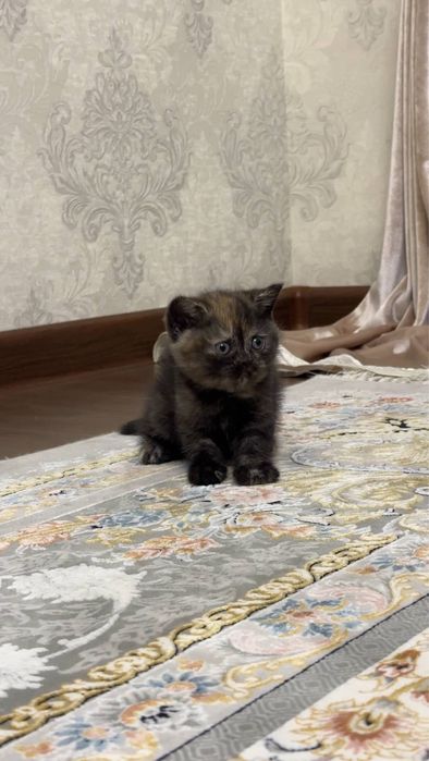 Мushukchalar sotiladi