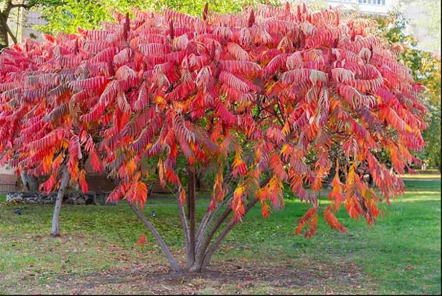 Quercus rubra (stejar frunza rosie) Otetar cu Frunza Rosie