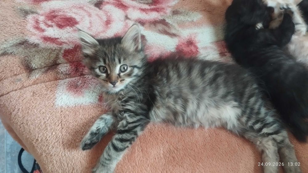 Отдам котят в хорошие руки.