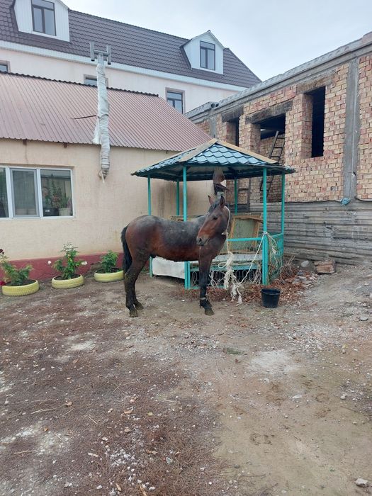 Согым сатылады кг