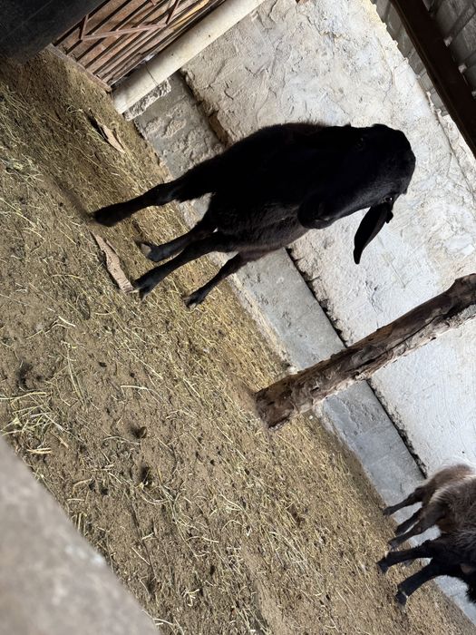 1 кошкар, 1 кой сатылады