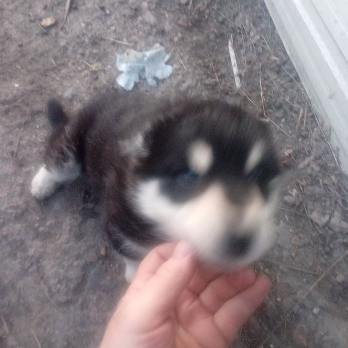 отдам щенков в хорошие руки