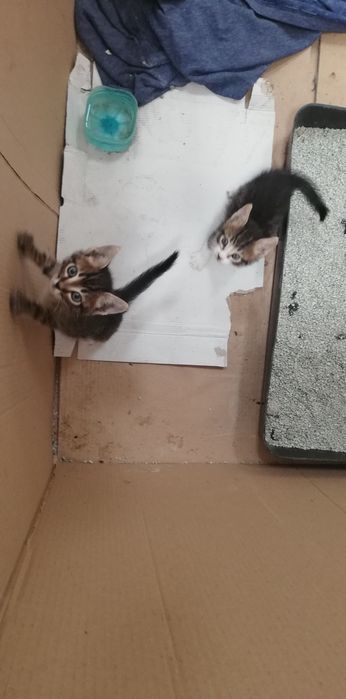 Подаряват се котенца с хигиенни навици