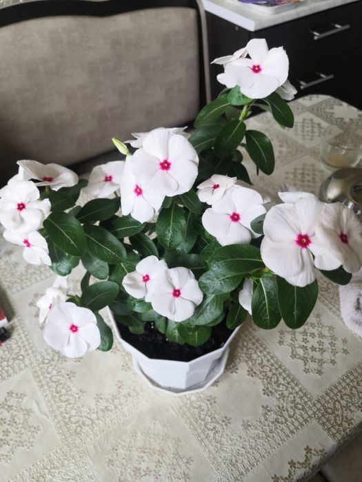 Продаю комнатные цветы