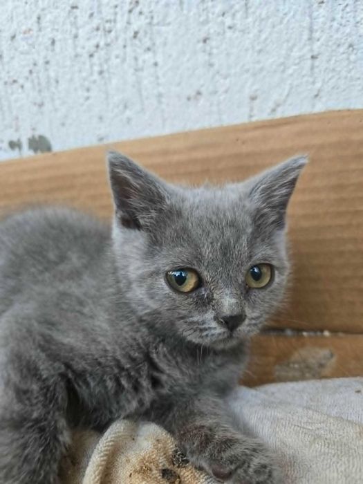 Британски котета