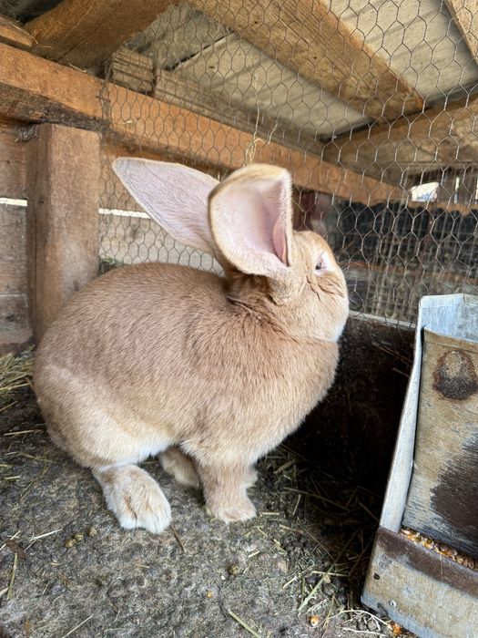 Vând masculi UG roșu