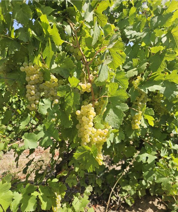 Vindem struguri pentru vin