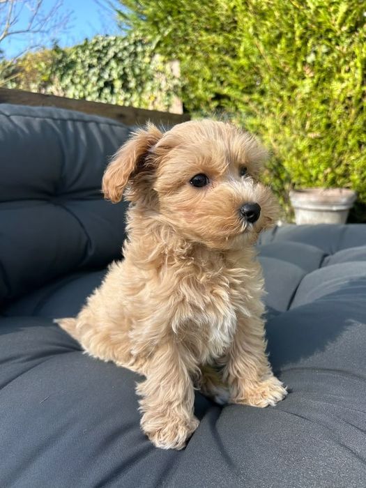 Maltipoo fetia mini