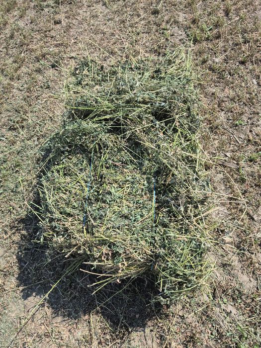 Vand baloti de Lucerna fan productie 2025 transport la domicilu