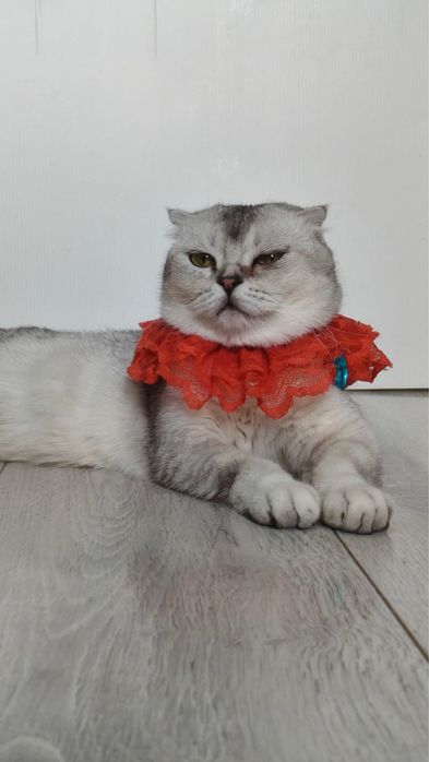 Продам красивую домашнюю кошку»
