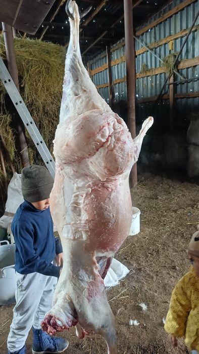 Семіз қойлар сатылады