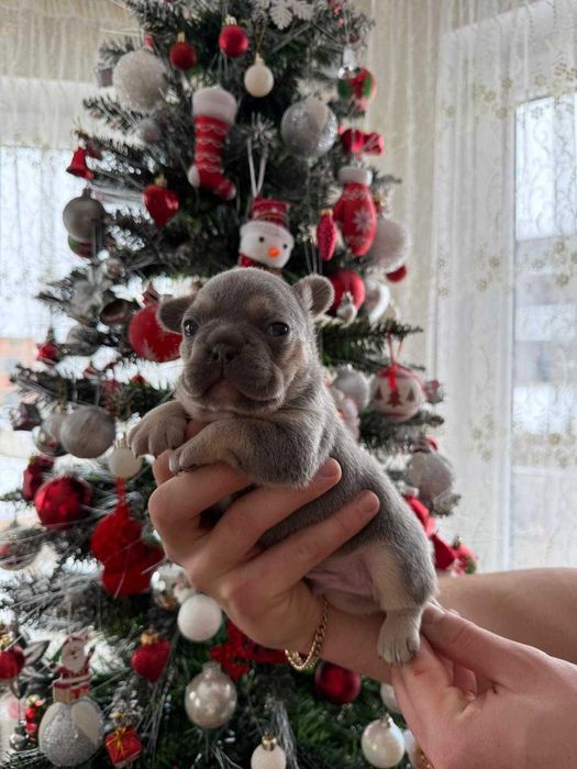 Bulldog francez mascul