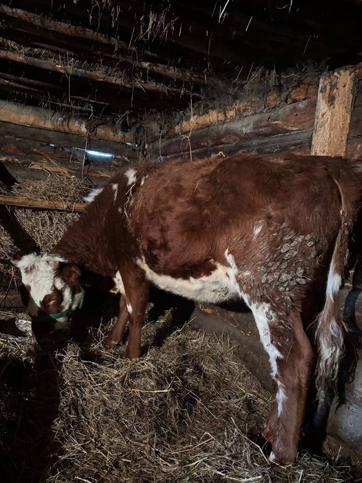 Продаётся тёлки за 1 млн сто тыс. За двоих. Есть торг!!!