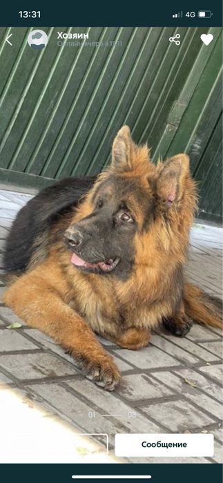 Щенки немецкой овчарки